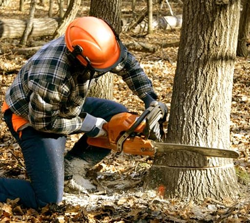 Tree Removal in Esmont, VA
